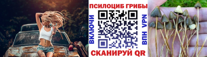 закладка  Горнозаводск  Галлюциногенные грибы Psilocybe 
